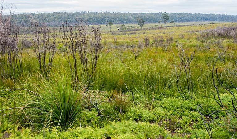 Grasslands and heath along Budderoo track in Budderoo National Park. Photo credit: Michael Van Ewijk &copy; DPIE