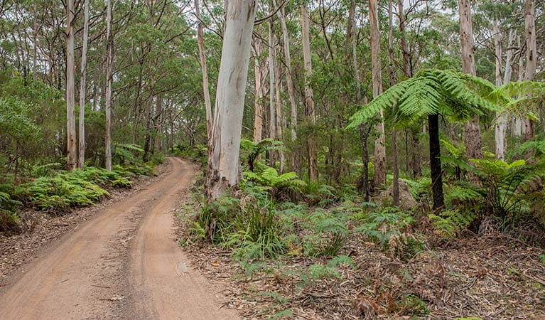 The dirt Budderoo track winds through forest in Budderoo National Park. Photo credit: Michael Van Ewijk &copy; DPIE