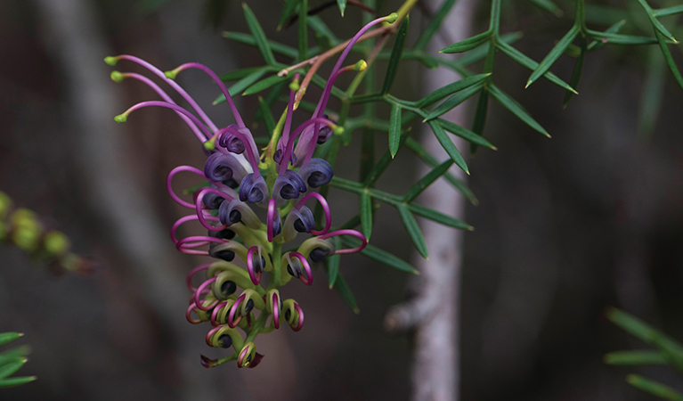 Close up of Carrington Falls grevillea in bloom. Photo credit: Stuart Cohen &copy; Stuart Cohen