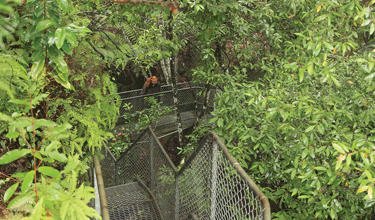 A stairway descends through thick vegetation on Carrington Falls walking track. Photo credit: Andrew Richards &copy; Andrew Richards