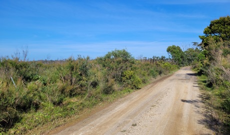 Exposed heathland along Hersey trail in Budderoo National Park. Photo: Jemillah Forbes &copy; DCCEEW