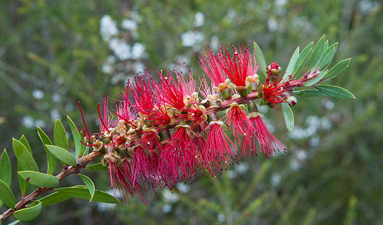 Close up of red bottlebrush flower, Budderoo National Park. Photo credit: Michael Van Ewijk &copy; DPIE