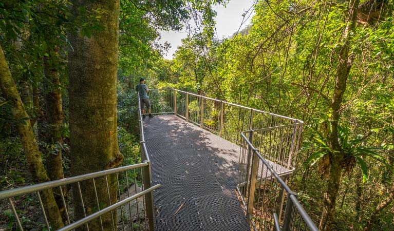 A man stands on a viewing platform surrounded by rainforest, Budderoo National Park. Photo credit: John Spencer &copy; DPIE