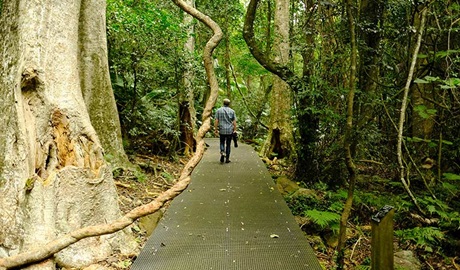 A man walks along Lyrebird loop walk in Budderoo National Park. Photo credit: Elinor Sheargold &copy; DPIE