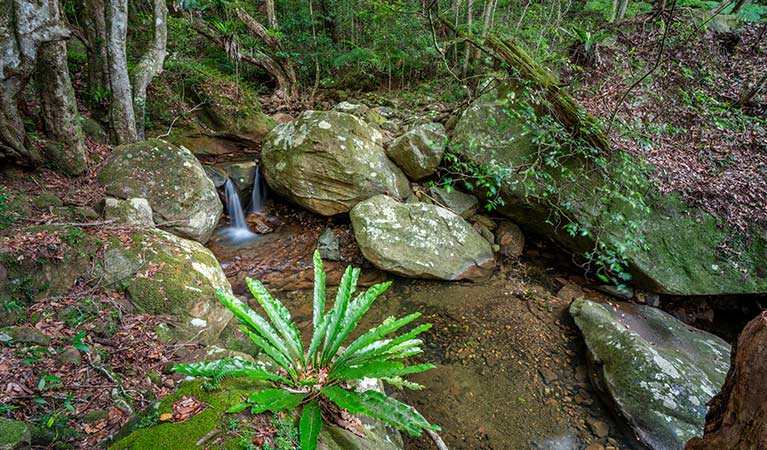 View overlooking a cascading creek at Minnamurra Rainforest. Photo credit: John Spencer & copy; DPIE