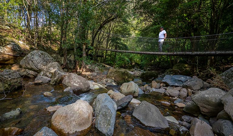 A man stands on a bridge crossing a creek in Minnamurra Rainforest. Photo credit: John Spencer &copy; DPIE