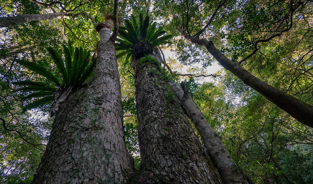 Looking up at two tall red cedar trees in Minnamurra Rainforest, Budderoo National Park. Photo: John Spencer &copy; DPIE