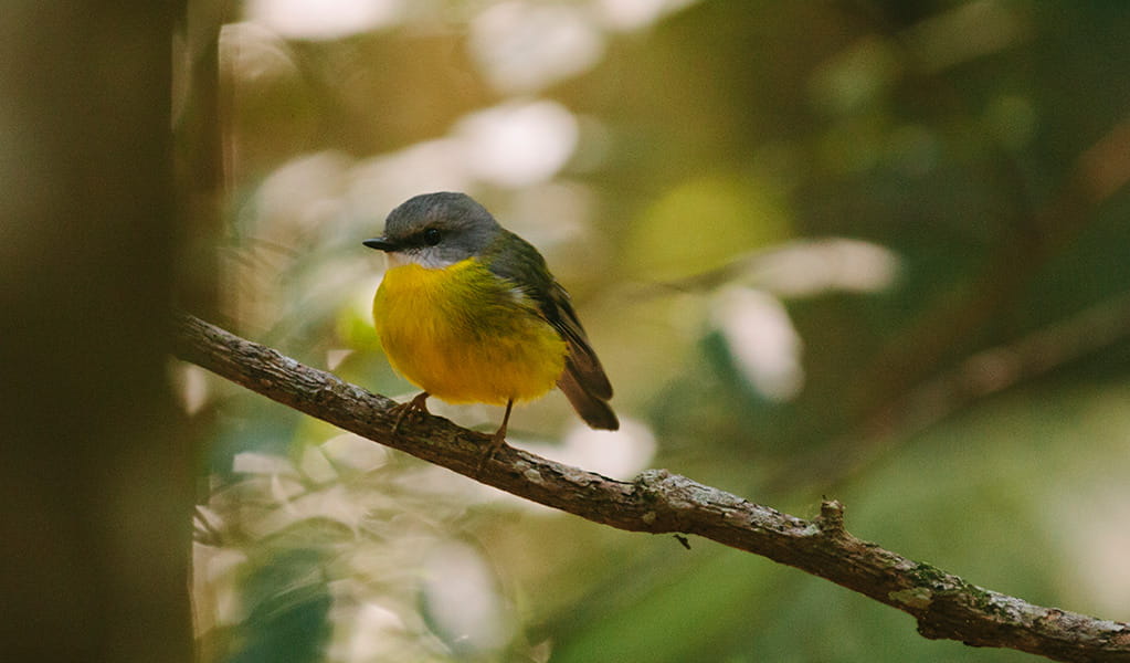 Close up of an Eastern yellow robin on a tree branch. Photo: David Finnegan &copy; DPIE