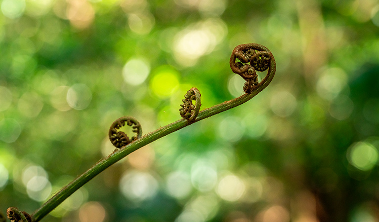 Close-up of a curling fern frond at Minnamurra Rainforest, Budderoo National Park. Photo credit: John Spencer &copy; DPIE