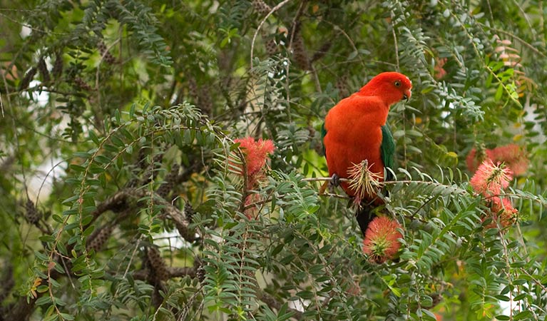 A king parrot feeds on bottlebrush flowers. Photo credit: Rosie Nicolai &copy; Rosie Nicolai