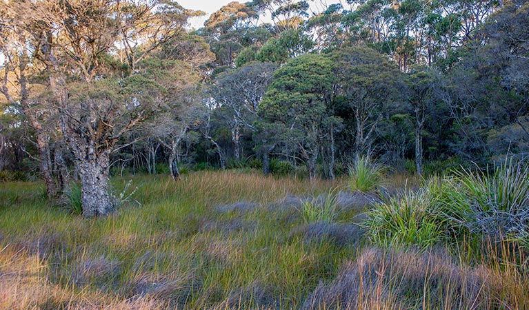 Paperbark and grassland on Missingham lookout track, Budderoo National Park. Photo credit: Michael Van Ewijk &copy; DPIE