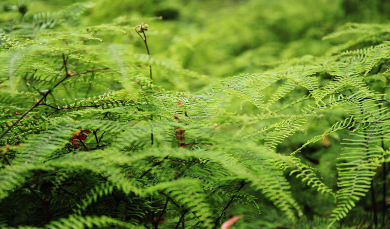 Fern leaves near Nellies Glen, Budderoo National Park. Photo credit: Andrew Richards &copy; Andrew Richards