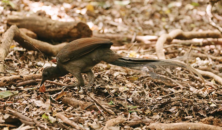 A superb lyrebird in Budderoo National Park. Photo credit: David Finnegan &copy; DPIE