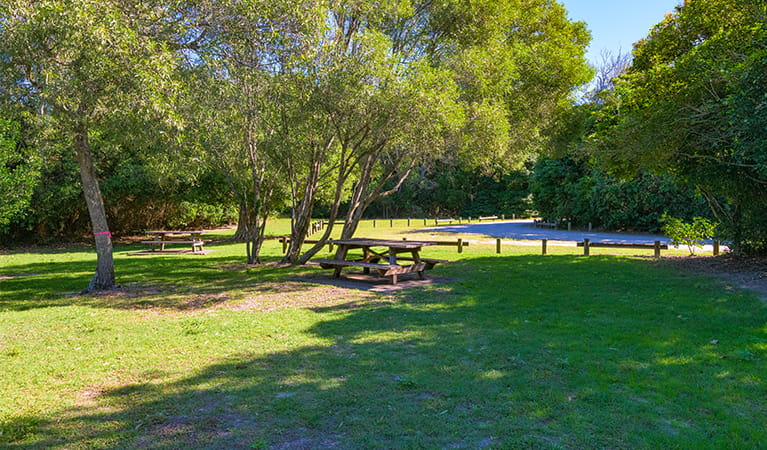 Back Beach picnic area surrounded by coastal bushland, showing picnic tables among trees and shade.  Photo: Jessica Robertson/OEH.