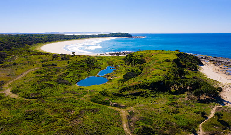 Aerial view of coastal landscape around Back Beach showing bushland next to the beach, with a rocky headland in the distance. Photo: Jessica Robertson/OEH.
