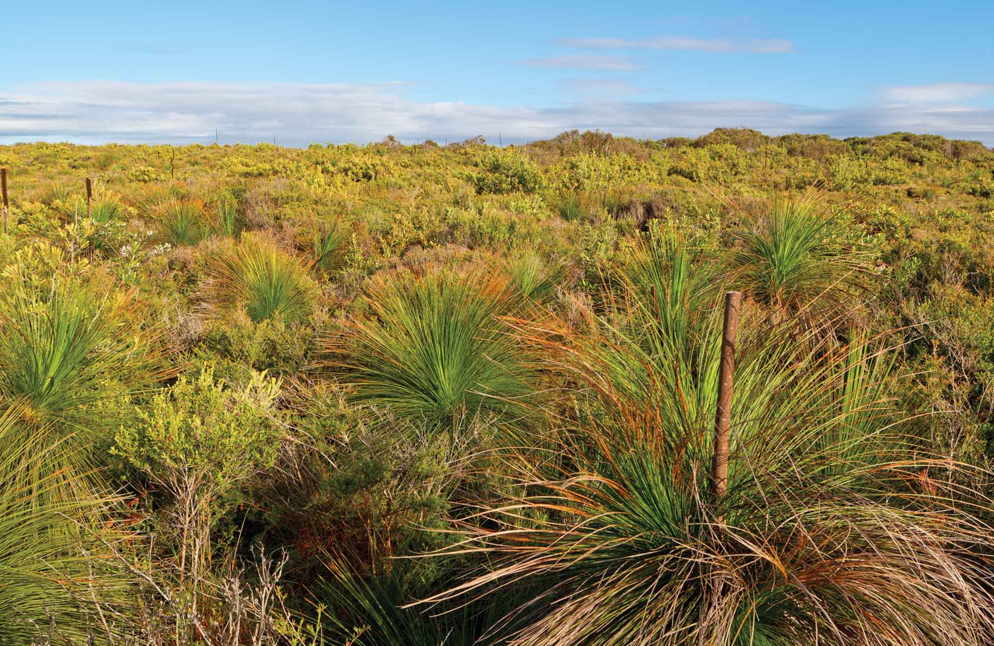 A field of grass trees. Photo: Rob Cleary
