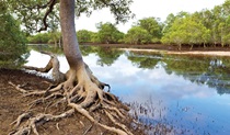 Evans River paddle route, Bundjalung National Park. Photo &copy; Rob Cleary