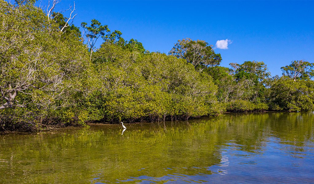 Ferry Crossing picnic area in Bundjalung National Park. Photo credit: Jessica Robertson &copy; DPIE