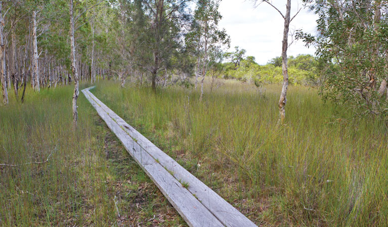 Gummingurrah walking track, Bundjalung National Park. Photo: Rob Cleary/NSW Government