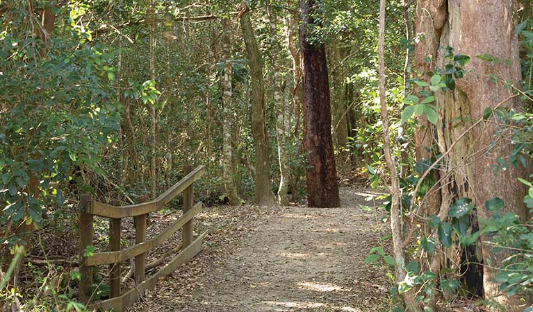 Walk the easy Iluka rainforest walk in Bundjalung National Park. Photo &copy; Rosie Nicolai