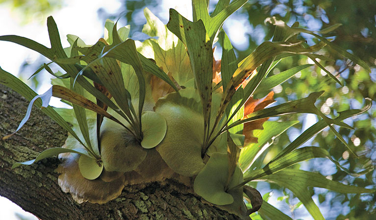 Staghorn fern on a tree along Iluka rainforest walk, Bundjalung National Park. Photo &copy; Rosie Nicolai