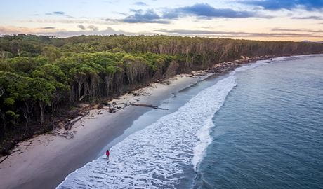 Aerial view of a woman walking along the tree-lined beach near Woody Head campground, Bundjalung National Park. Photo: John Spencer/OEH