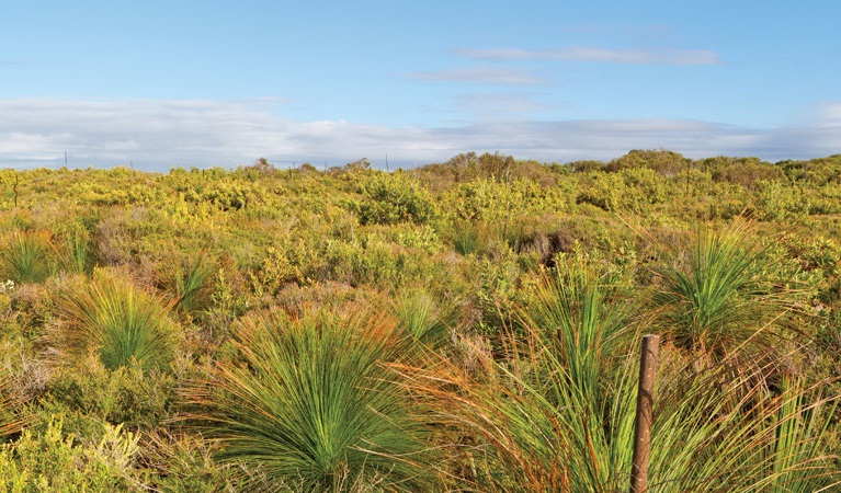 Heathland plains, Bundjalung National Park. Photo: Rob Cleary