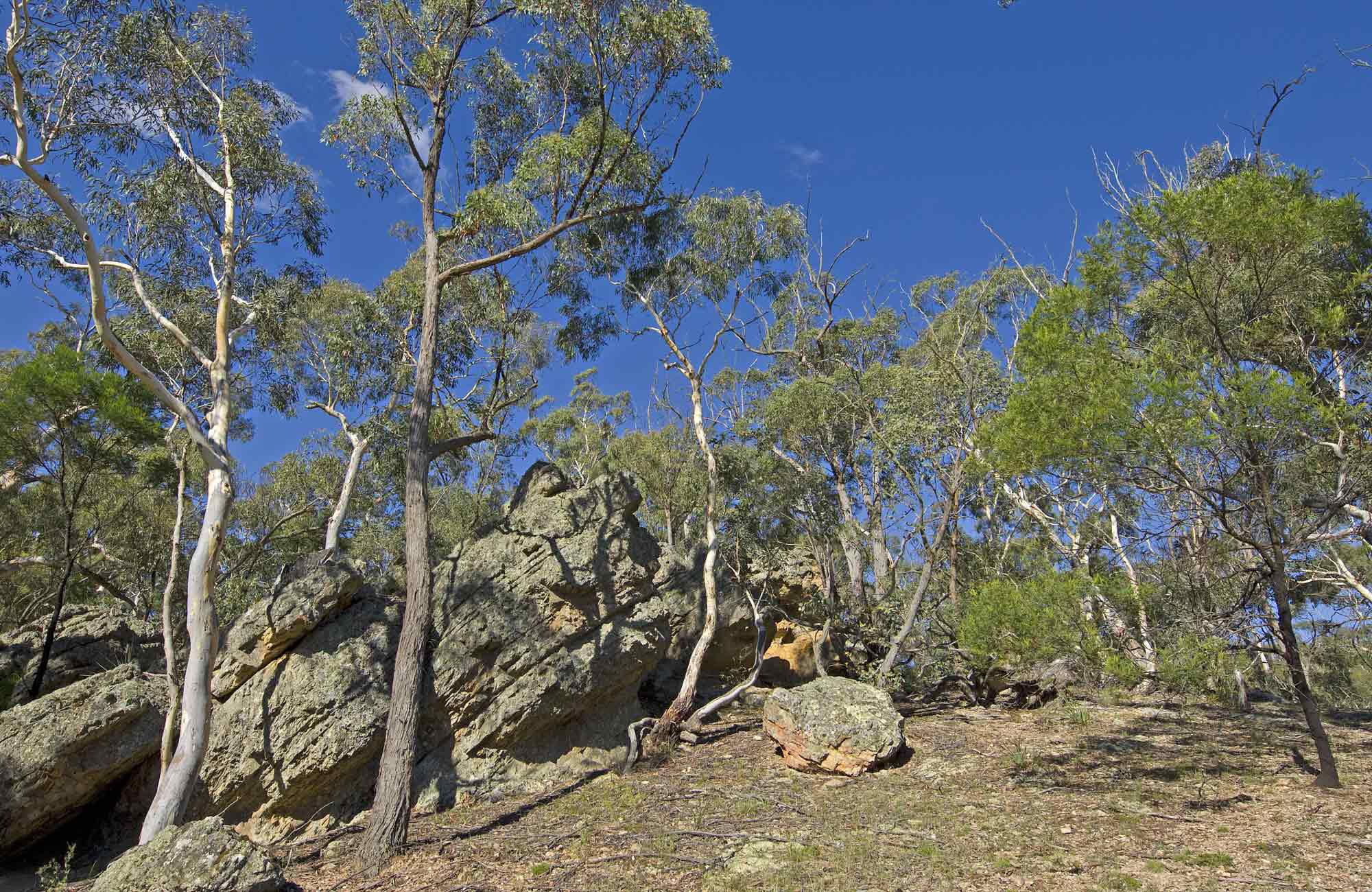 Green Track, Bungonia National Park. Photo: Audrey Kutzner/NSW Government