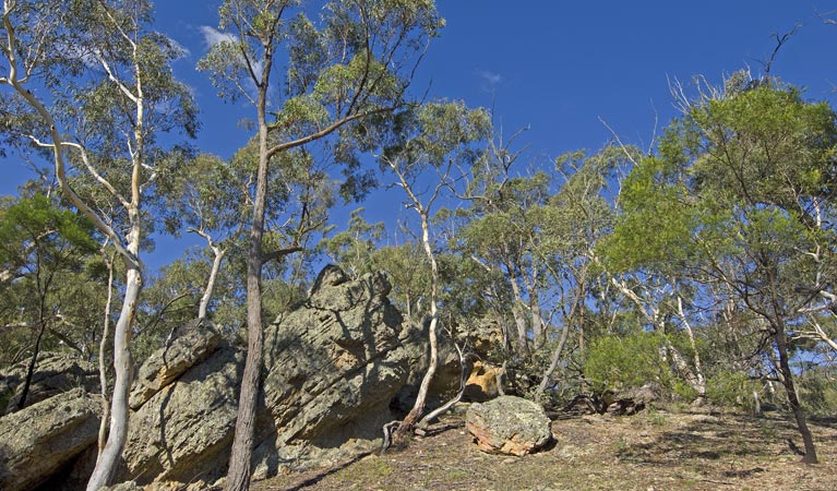 Green Track, Bungonia National Park. Photo &copy; Audrey Kutzner