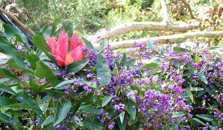 Burragorang State Conservation Area, waratah and harenbergia. Photo: A Horton/NSW Government