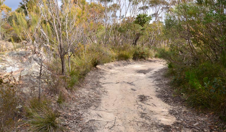 Red Rocks trig walking track, Cambewarra Range Nature Reserve. Photo: J Devereaux/OEH