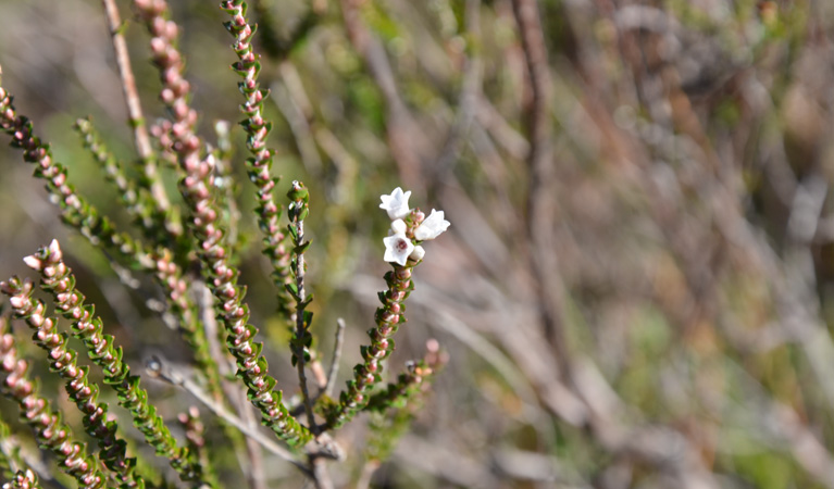 Red Rocks trig walking track wildflower, Cambewarra Range Nature Reserve. Photo: J Devereaux/OEH