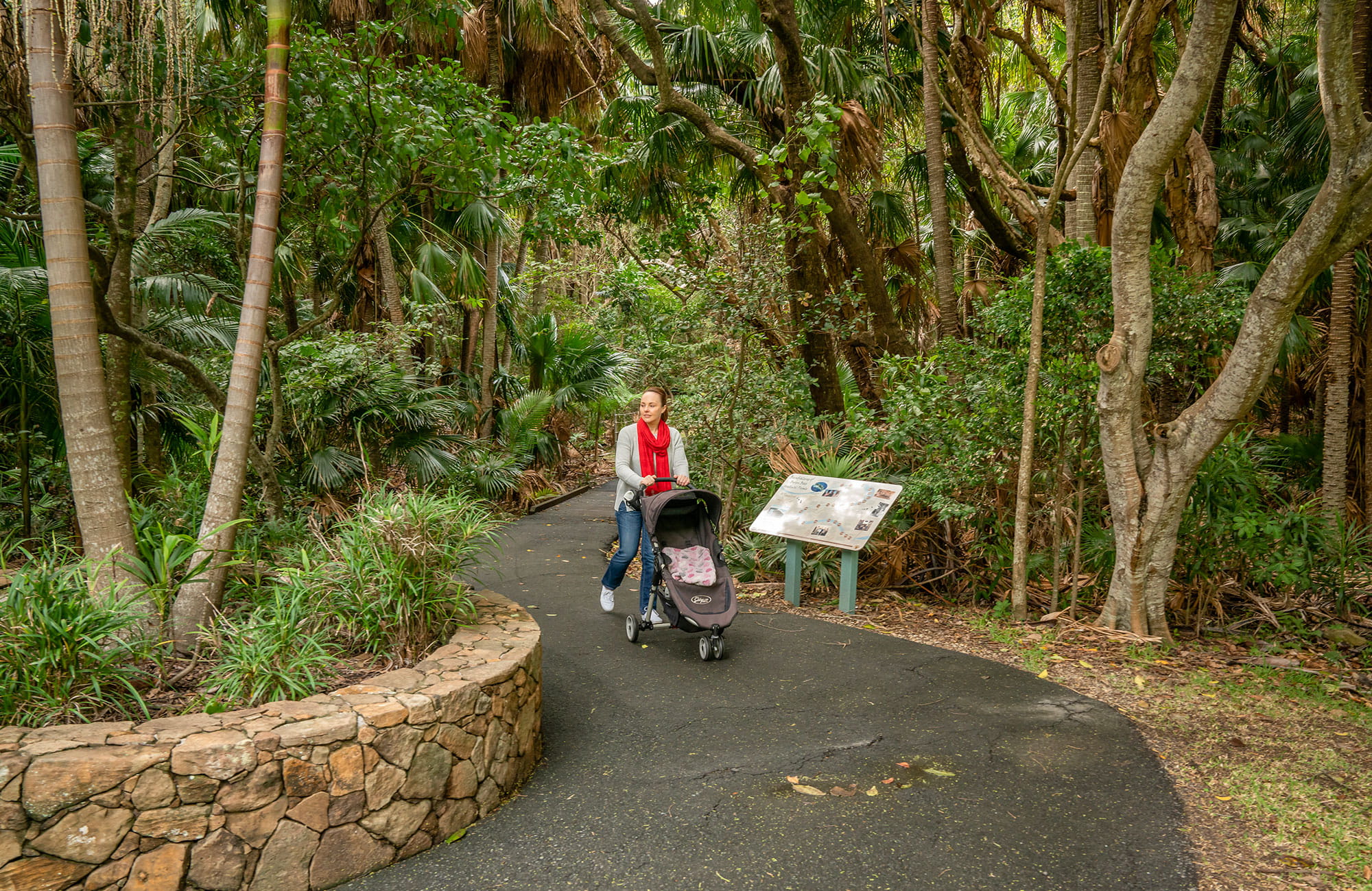 Palm Valley Currenbah walking track, in Cape Byron state Conservation Area. Photo: J Spencer/OEH