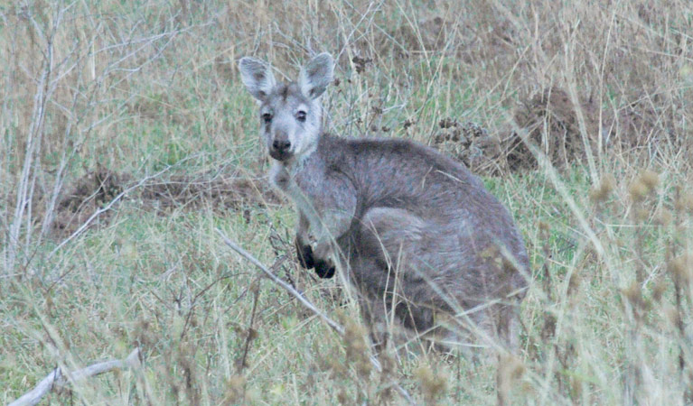 Capertee National Park. Photo: Michelle Barton/OEH