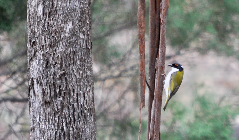 Capertee National Park. Photo: Michelle Barton/OEH