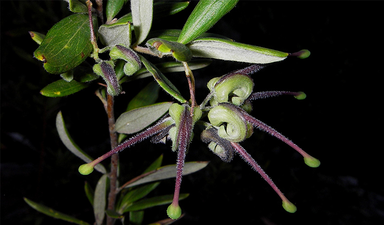 Close up of Guthrie's grevillea plant in flower.   Photo: Lachlan Copeland/OEH