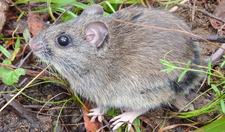 Hastings River mouse, Carrai National Park. Photo: Piers Thomas/NSW Government