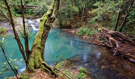 Mobong walking track, Cascade National Park. Photo: Rob Cleary &copy; OEH