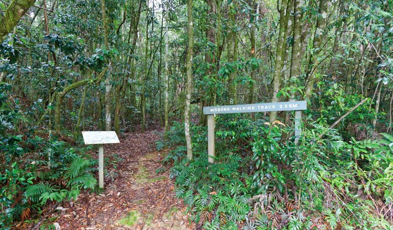 Mobong walking track, Cascade National Park. Photo: Rob Cleary &copy; OEH