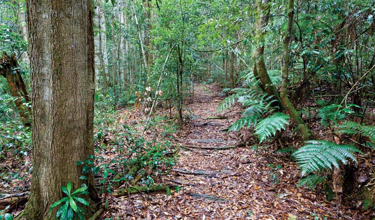 Mobong walking track, Cascade National Park. Photo: Rob Cleary &copy; OEH