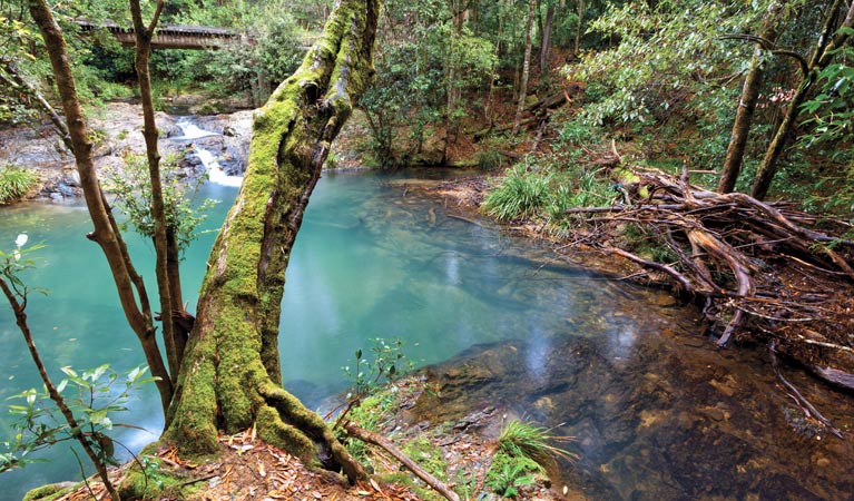 Mobong walking track, Cascade National Park. Photo: Robert Cleary &copy; DPIE