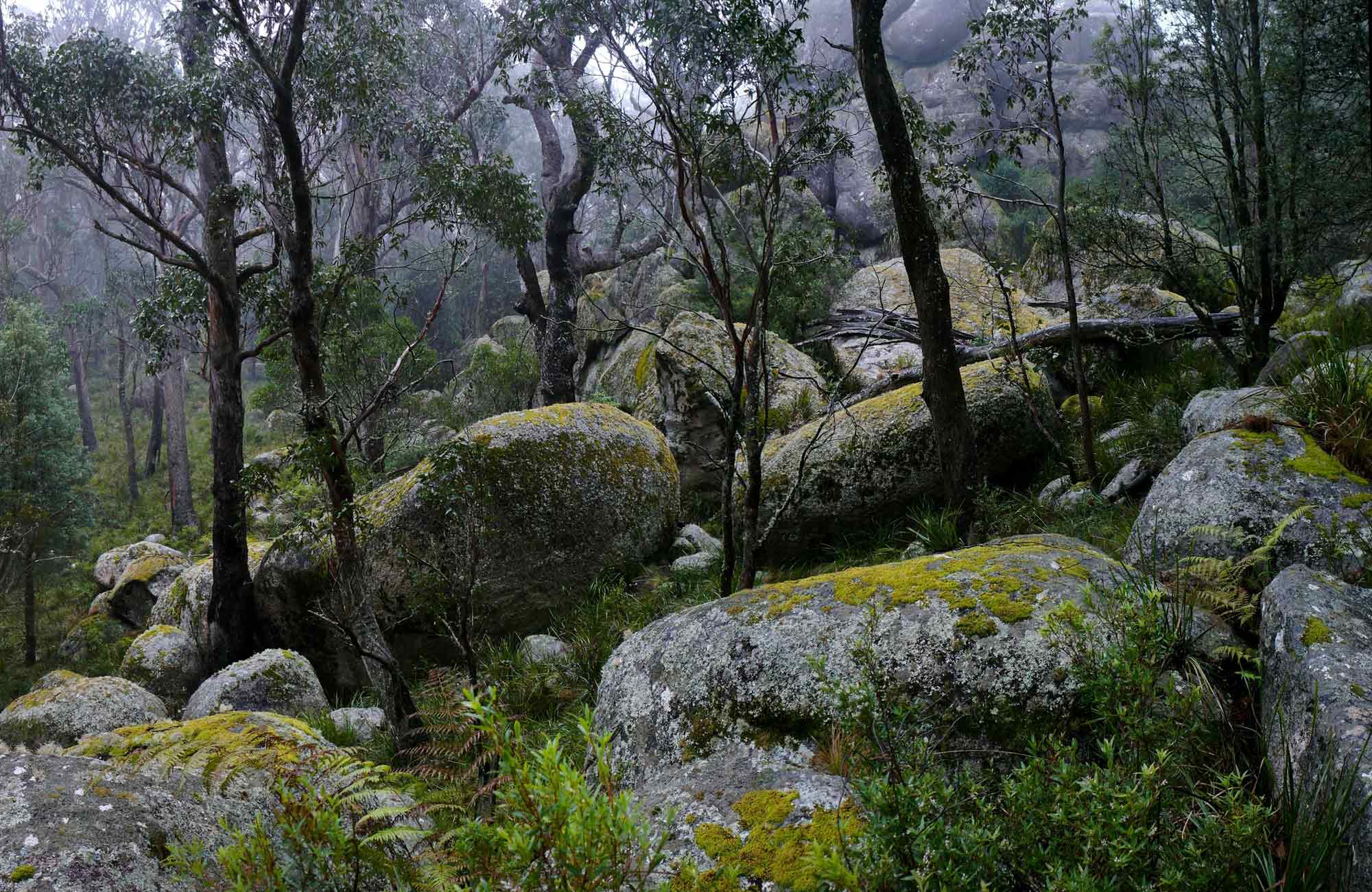 Boulders along Cathedral Rock track in Cathedral Rock National Park. Photo: A Ingarfield/OEH