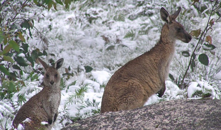 Wild kangaroos at Barokee campground in Cathedral Rock National Park. Photo: A Harber