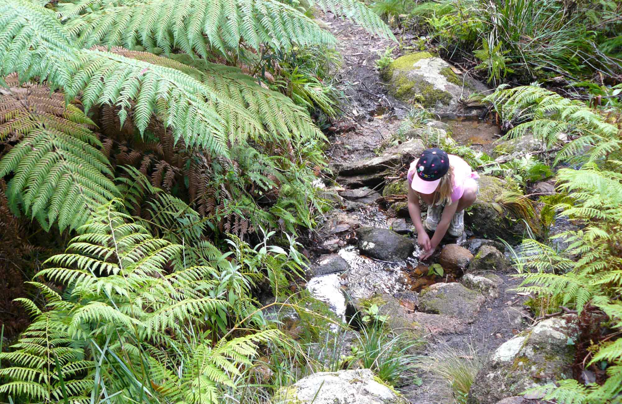 Eco Dog National Parks Eco Dog National Parks