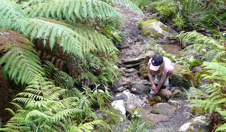 Women kneeling by a small creek among lush foliage in Cathedral Rock National Park. Photo &copy; Barbara Webster