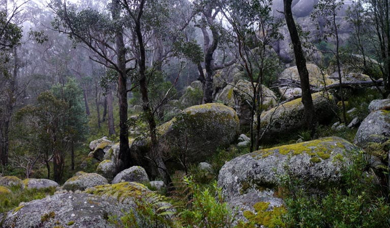 Boulders along Cathedral Rock track in Cathedral Rock National Park. Photo: A Ingarfield
