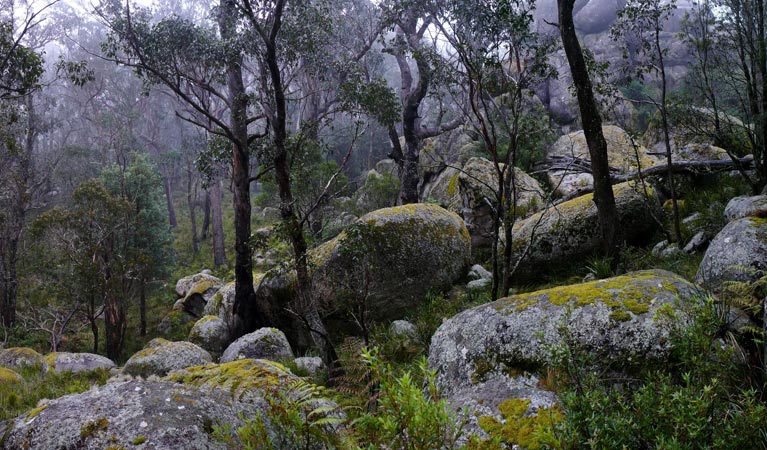 Boulders along Cathedral Rock track in Cathedral Rock National Park. Photo: A Ingarfield/OEH