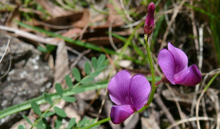 Purple darling pea flowers, seen in Cathedral Rock National Park. Photo: A Ingarfield