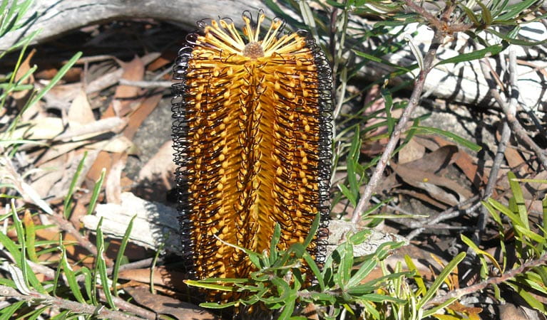 An amber bottlebrush, seen at Woolpack Rocks in Cathedral Rock National Park. Photo: B Webster