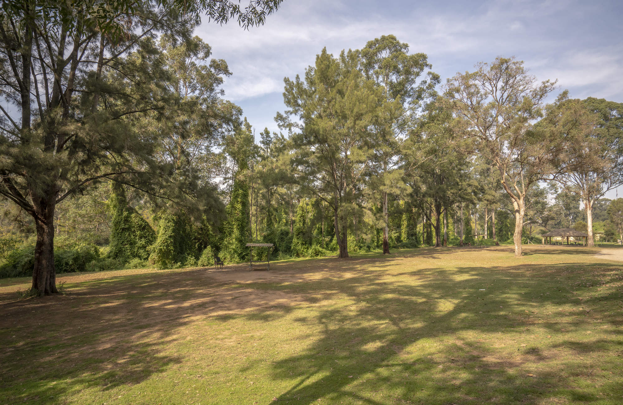 View of the grassy unmarked sites at Cattai campground in Cattai National Park, on the Hawkesbury River. Photo: John Spencer/OEH